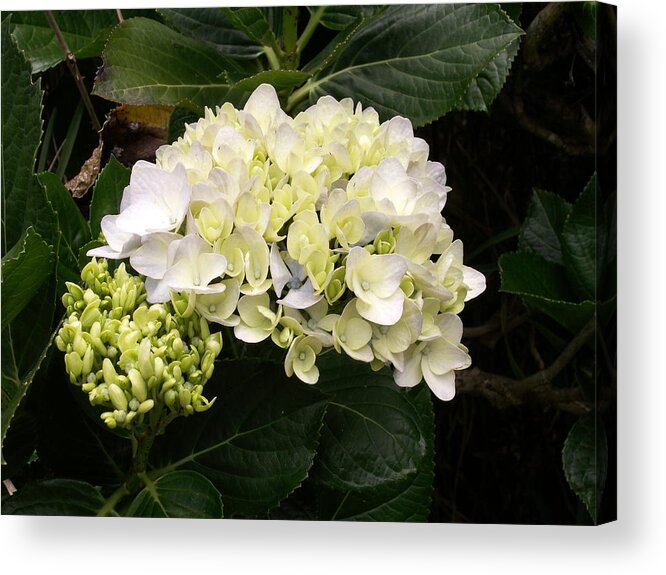 Flower Acrylic Print featuring the photograph White Hydrangeas by Amy Fose