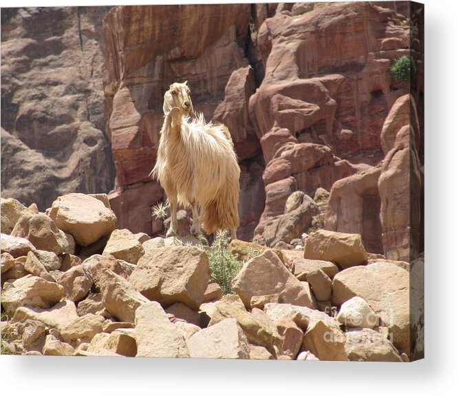 Tree Life Acrylic Print featuring the photograph White Petra Goat by Donna L Munro