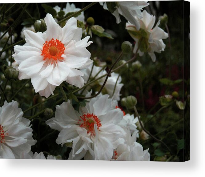 White Acrylic Print featuring the photograph White Satin by Stacy Scandrett
