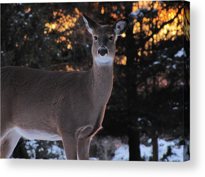 Hovind Acrylic Print featuring the photograph Whitetail Deer by Scott Hovind