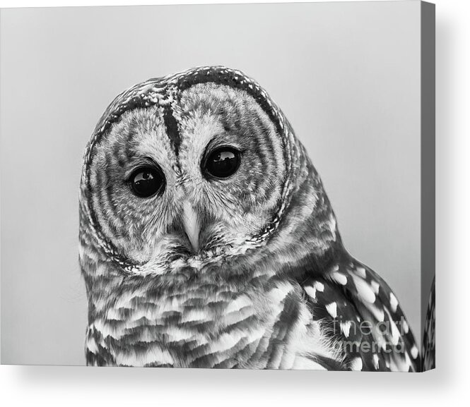 Barred Owl Acrylic Print featuring the photograph Who Cooks For You? by Chris Scroggins