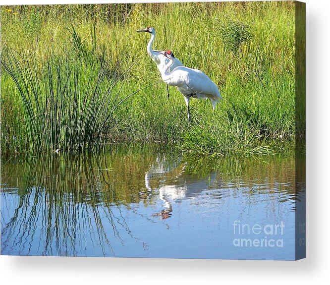 Cranes Acrylic Print featuring the photograph Whooping Cranes by Charles Robinson