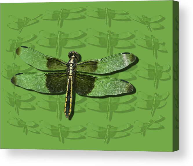 Dragonfly Acrylic Print featuring the digital art Widow Skimmer by Jeff Phillippi