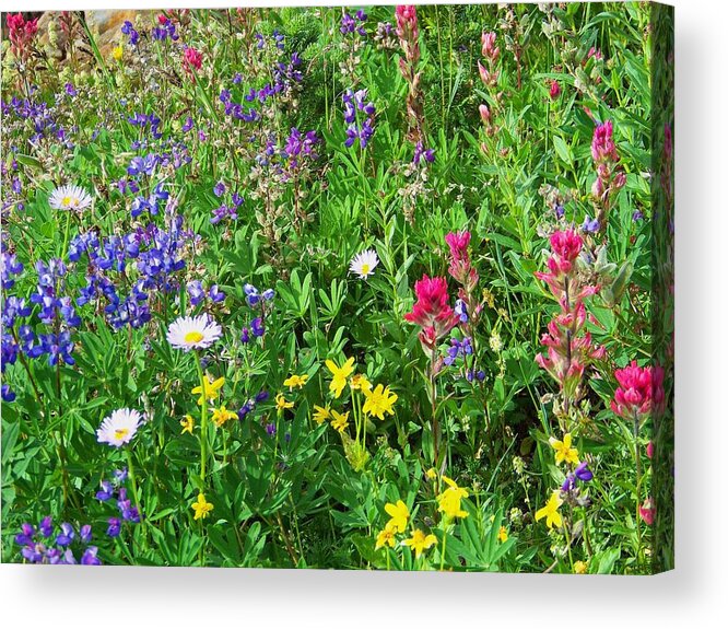 Flowers Acrylic Print featuring the photograph Wild Bouquet by Charles Robinson