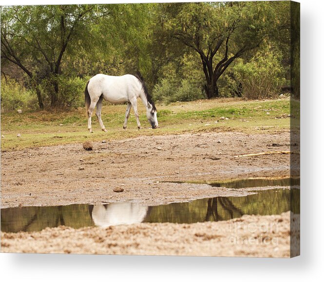 Salt River Wild Horse Acrylic Print featuring the photograph Wild Horse Reflections by Ruth Jolly
