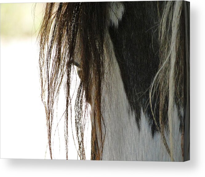 Horse Acrylic Print featuring the photograph Wild Pinto Mustang by Liz Vernand