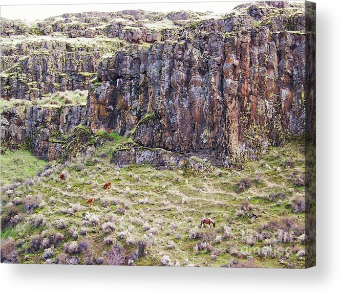 Horses Acrylic Print featuring the photograph Wild Ponies by Julie Rauscher