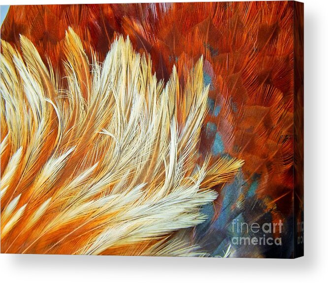 Roosters Acrylic Print featuring the photograph Wild Rooster Feather Abstract by Jan Gelders