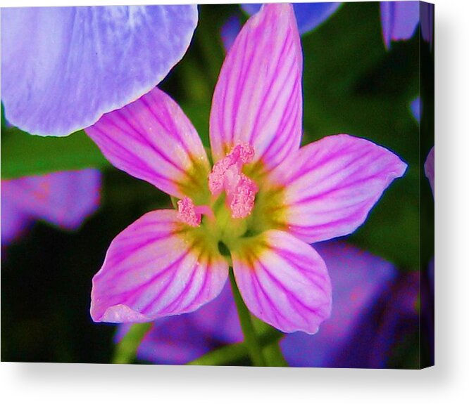 Nature Acrylic Print featuring the photograph Wildflower by Susan Carella