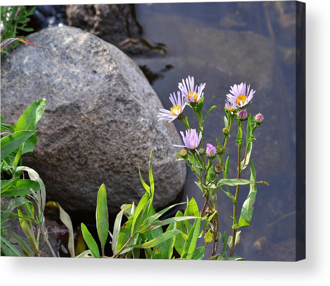 Wildflowers Acrylic Print featuring the photograph Wildflowers by a Stream by Kae Cheatham