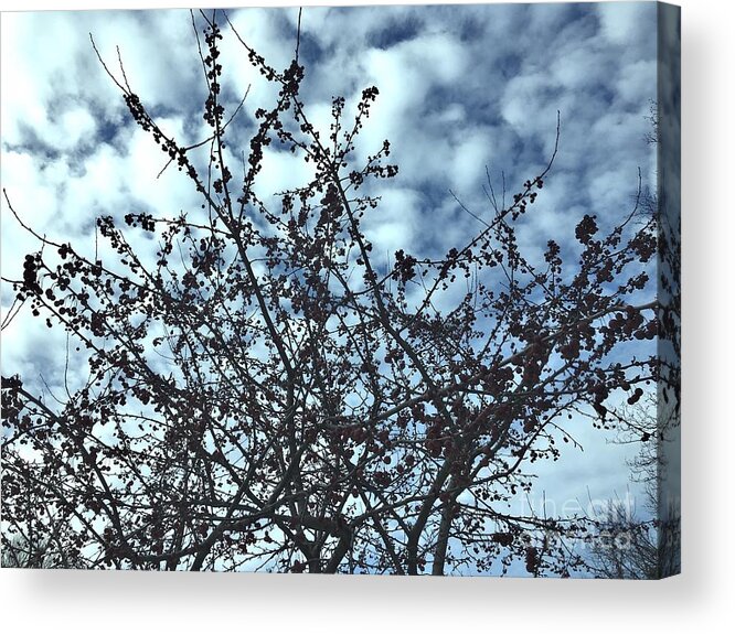 Berries Acrylic Print featuring the photograph Winter Berries 2 by Onedayoneimage Photography