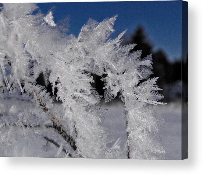 Winter Acrylic Print featuring the photograph Winter Frost 6 by Scott Hovind