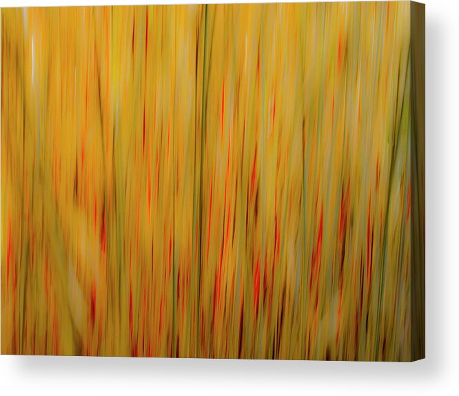 Abstract Acrylic Print featuring the photograph Winter Grasses #1 by Tom Vaughan