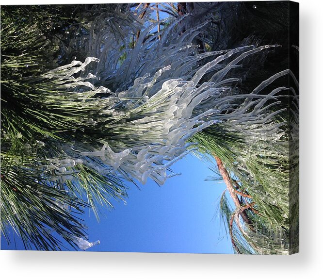 Nature Acrylic Print featuring the pyrography Winter nature by Vianney Strick
