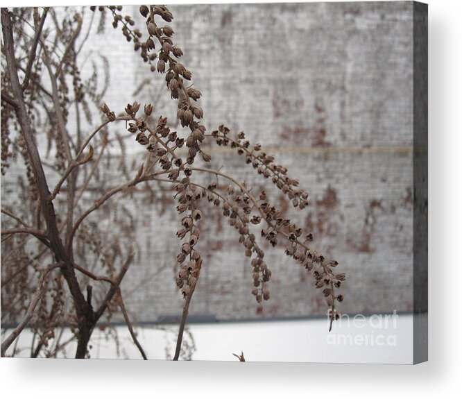 Seed Acrylic Print featuring the photograph Winter Seed Pods by Brandy Woods
