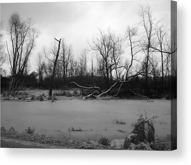 Swamp Acrylic Print featuring the photograph Winter Swamp by Michelle Miron-Rebbe