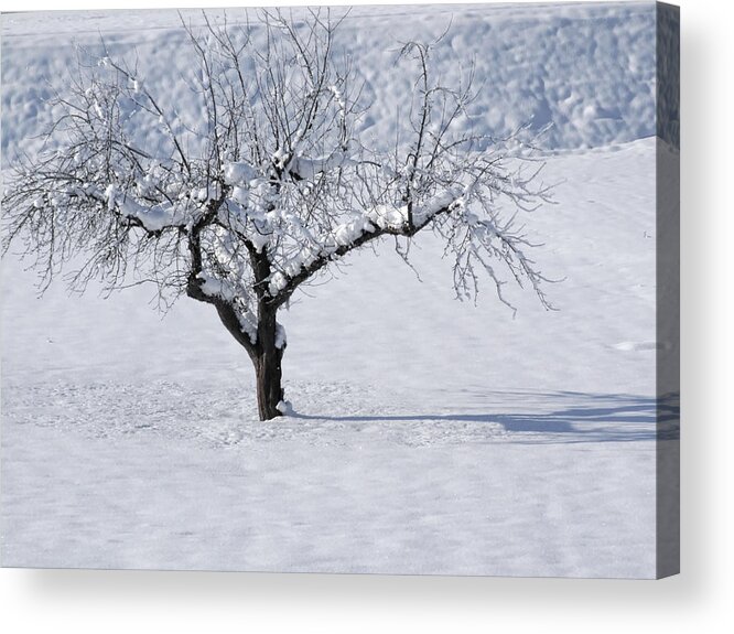 Tree Acrylic Print featuring the photograph Winter Tree by Hartmut Knisel