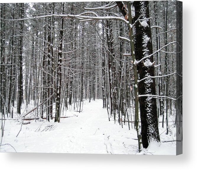 Winter Acrylic Print featuring the photograph Winter Trees by Suzanne DeGeorge
