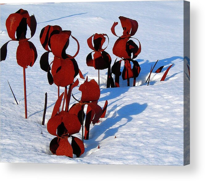 Sculptures Acrylic Print featuring the photograph Winter's Garden by Randy Rosenberger