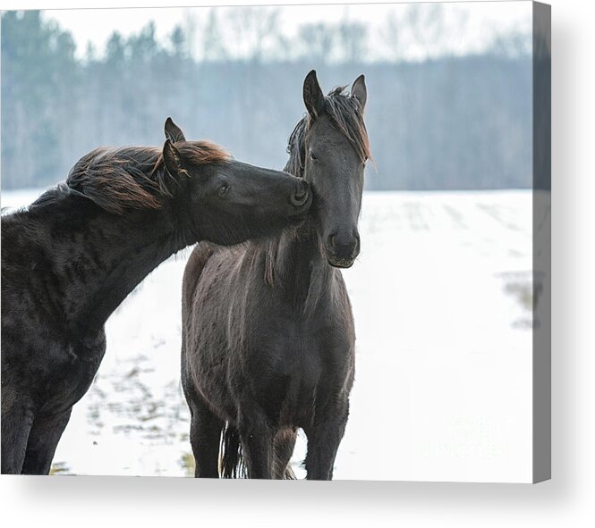Friesian Acrylic Print featuring the photograph Winter's Kiss by Lori Ann Thwing