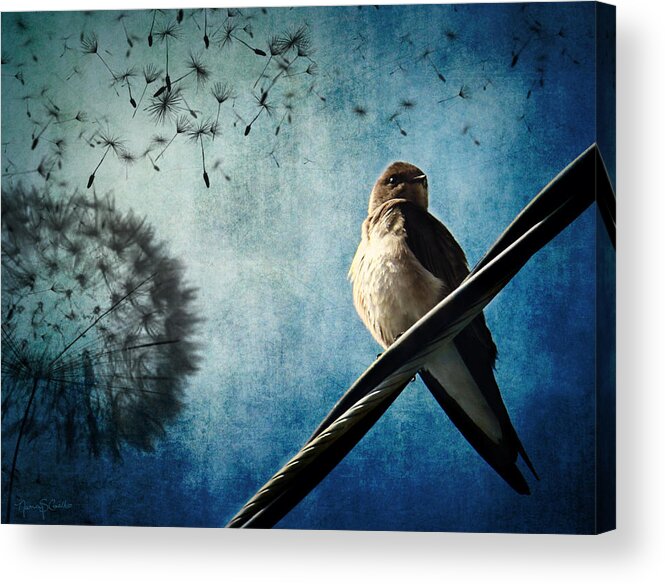 Swallow Acrylic Print featuring the photograph Wishing Swallow by Nancy Coelho