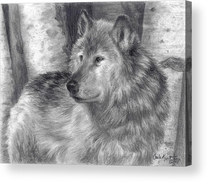 Wolf Acrylic Print featuring the drawing Wolf number six by Carla Kurt