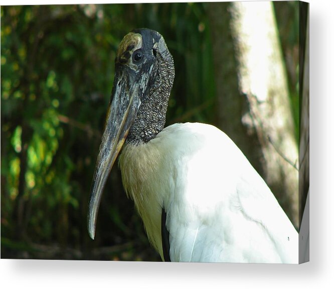 Bird Acrylic Print featuring the photograph Wood Stork portrait by Carl Moore