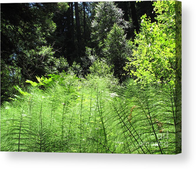 Muir Wood Acrylic Print featuring the photograph Woodland Ferns by Julia Stubbe