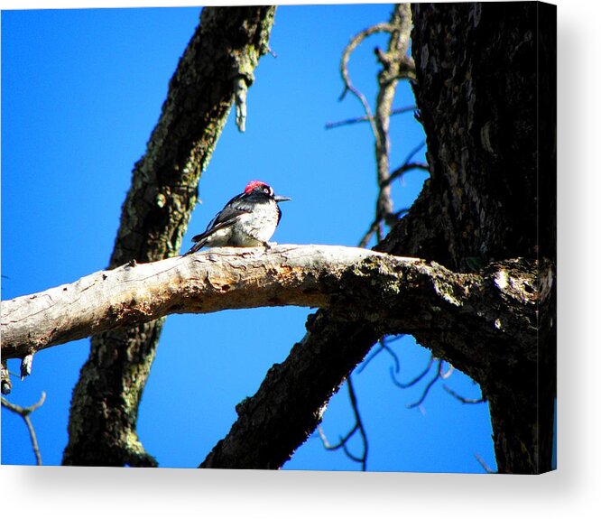 Wildlife Acrylic Print featuring the photograph Woodpecker by Elizabeth Hoskinson