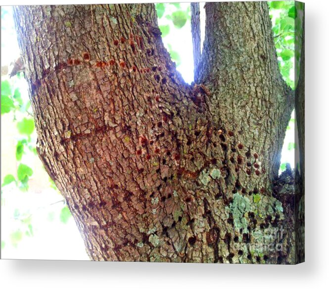 Nature Acrylic Print featuring the photograph Woodpeckers Dream by Brianna Kelly