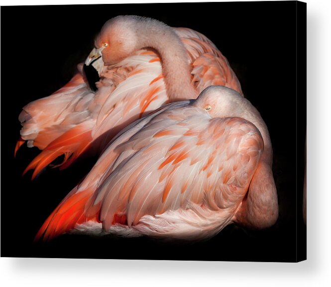 Flamingos Acrylic Print featuring the photograph When Two Become As One by Karen Wiles