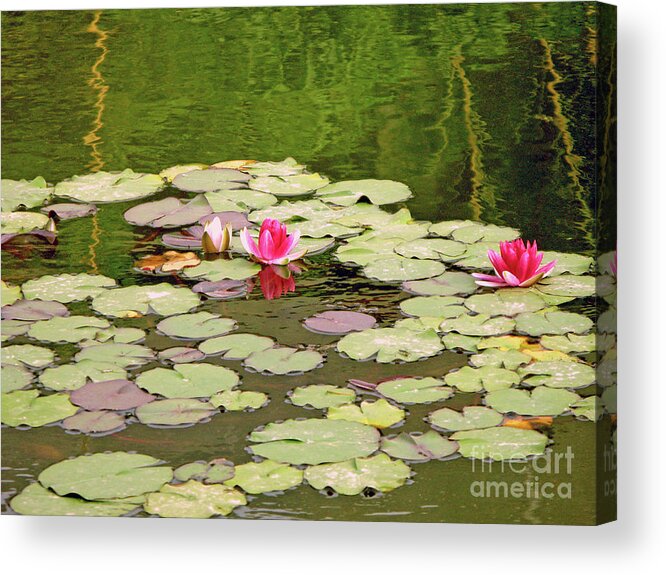 Lotus Acrylic Print featuring the photograph Xian Color Show by Nieves Nitta
