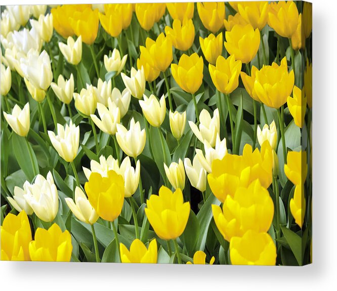 Tulips Acrylic Print featuring the photograph Yellow and White Tulips by Kyle Wasielewski
