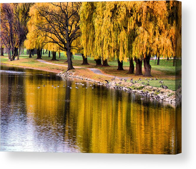 Autumn Acrylic Print featuring the photograph Yellow Autumn by Scott Hovind