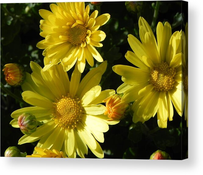  Acrylic Print featuring the photograph Yellow Daisies by John Parry