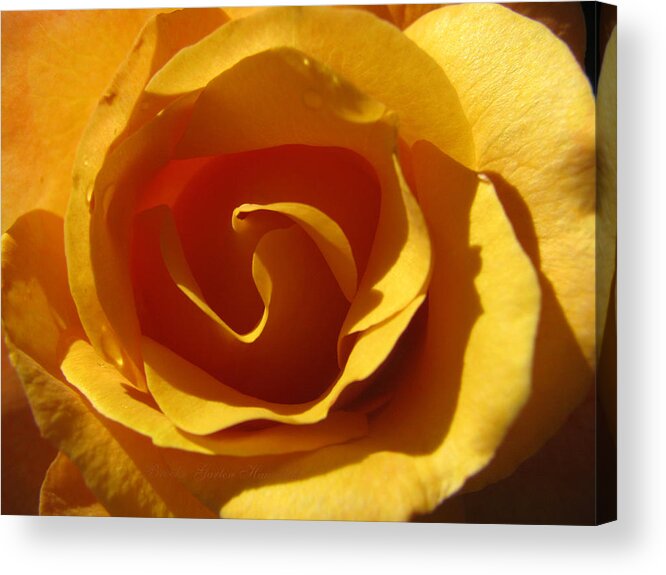 Roses Acrylic Print featuring the photograph Yellow Gold Swirl - Rose Macro by Brooks Garten Hauschild