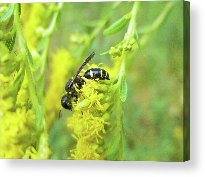 Wasp Acrylic Print featuring the photograph Yellow Jacket by Carol Senske