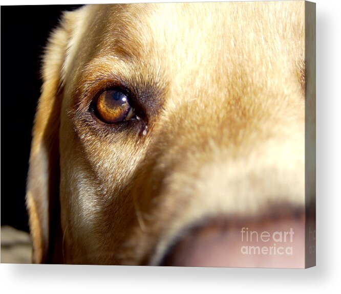 Dog Acrylic Print featuring the photograph Yellow Labrador Retriever Eye by Jason Freedman