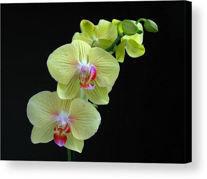Georgia Acrylic Print featuring the photograph Yellow Orchidee by Juergen Roth