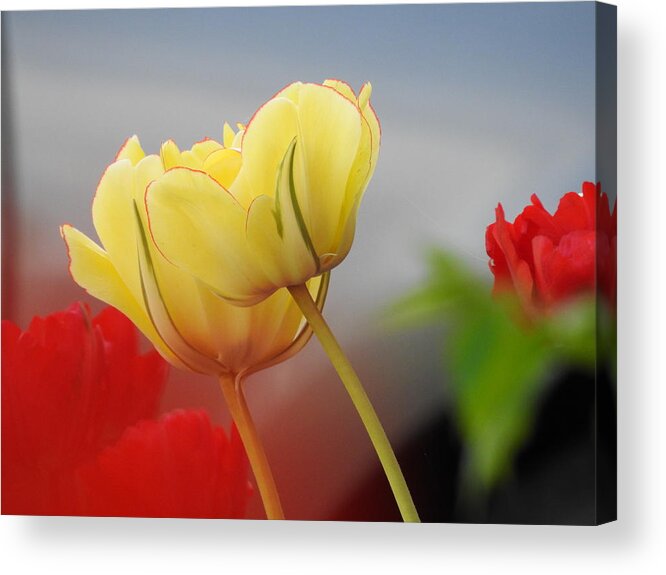 Tulips Acrylic Print featuring the photograph Yellow Pair by Betty-Anne McDonald