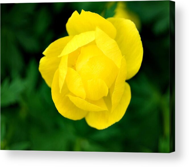 Flower Acrylic Print featuring the photograph Yellow Petals by Marilynne Bull