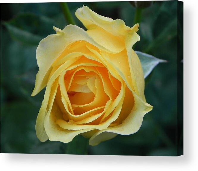  Acrylic Print featuring the photograph Yellow Rose by John Parry