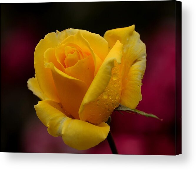 Botanical Acrylic Print featuring the photograph Yellow Rose with Spring Raindrops by Richard Thomas