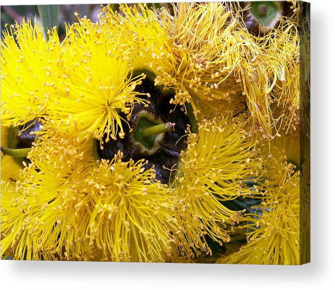 Flower Acrylic Print featuring the photograph Yellow Tree Flower by Amy Fose