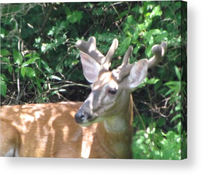 Young Buck Relaxing In The Woods Acrylic Print featuring the photograph Young Buck Outside My Kitchen Window by Betty Pieper