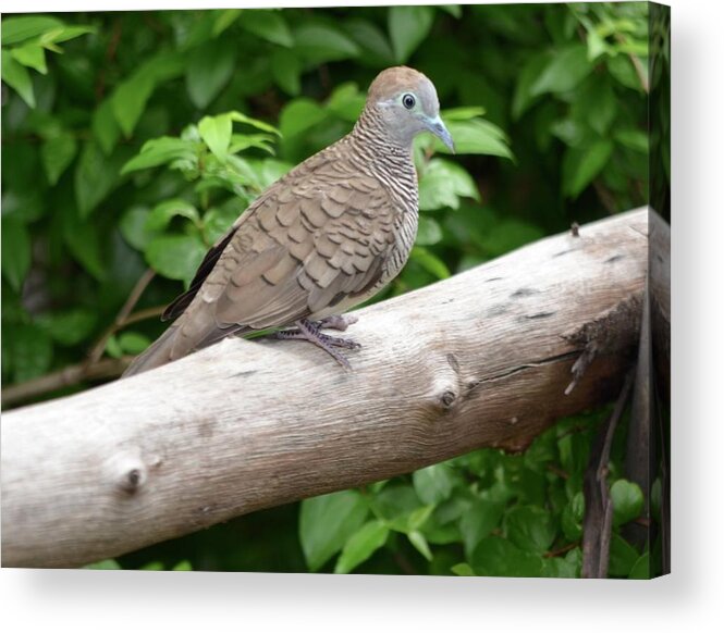 Dove Acrylic Print featuring the photograph Zebra Dove by Richard Bryce and Family