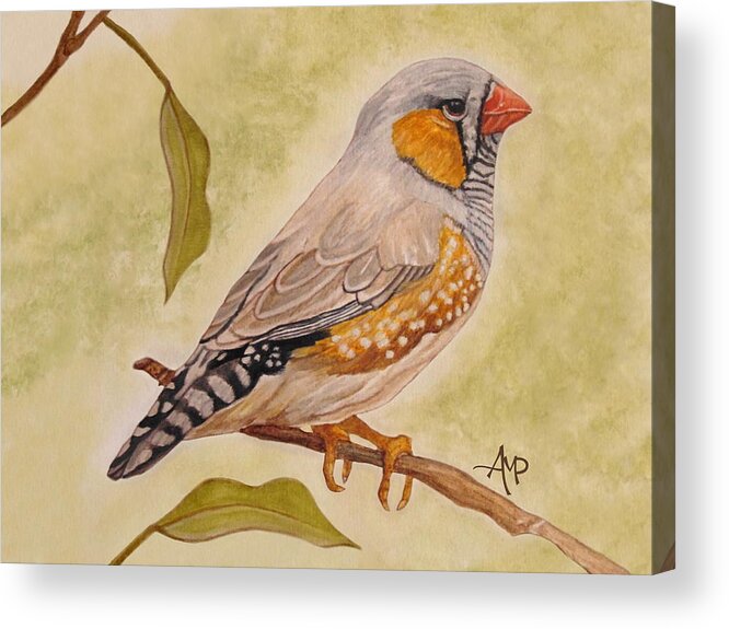 Zebra Finch Acrylic Print featuring the painting Zebra Finch Watercolor by Angeles M Pomata