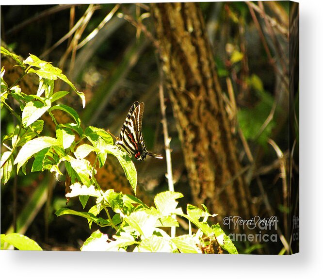 Zebra Acrylic Print featuring the photograph Zebra Swallowtail Butterfly by Terri Mills