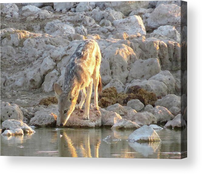 Africa Acrylic Print featuring the photograph At the water hole ... #1 by Eric Pengelly