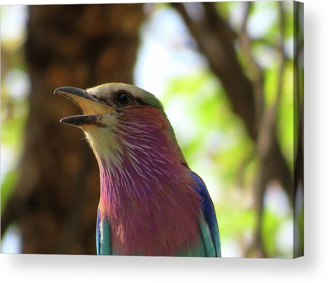 Africa Acrylic Print featuring the photograph Bird #1 by Eric Pengelly